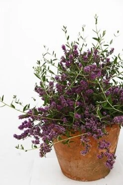 Buddleja × Pikei Unique ('Pmoore12') (PBR) -Herbalife Shop pl2000021841 card9 lg