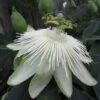 Passiflora 'Snow Queen' 1 Passiflora 'Snow Queen' -Herbalife Shop pl2000022086