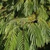 Albizia Julibrissin Ombrella ('Boubri') (PBR) -Herbalife Shop pl2000022336