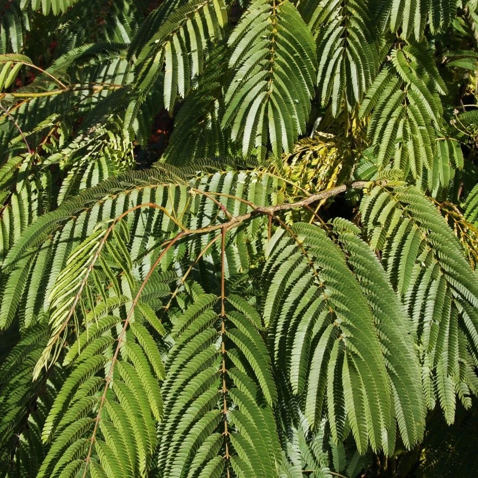 Albizia Julibrissin Ombrella ('Boubri') (PBR) 3 Albizia Julibrissin Ombrella ('Boubri') (PBR)