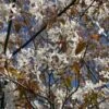 Amelanchier Laevis 'Snowflakes' 1 Amelanchier Laevis 'Snowflakes' -Herbalife Shop pl2000022338