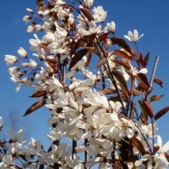Amelanchier Laevis 'Snowflakes' 5 Amelanchier Laevis 'Snowflakes' -Herbalife Shop pl2000022338 card2 lg