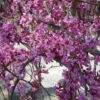 Cercis Canadensis Lavender Twist ('Covey') -Herbalife Shop pl2000022345