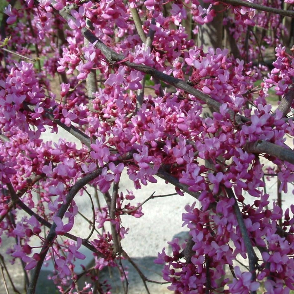 Cercis Canadensis Lavender Twist ('Covey') 3 Cercis Canadensis Lavender Twist ('Covey')