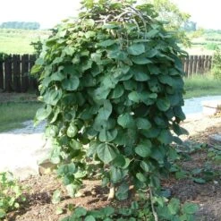 Cercis Canadensis Lavender Twist ('Covey') 6 Cercis Canadensis Lavender Twist ('Covey') -Herbalife Shop pl2000022345 card2 lg