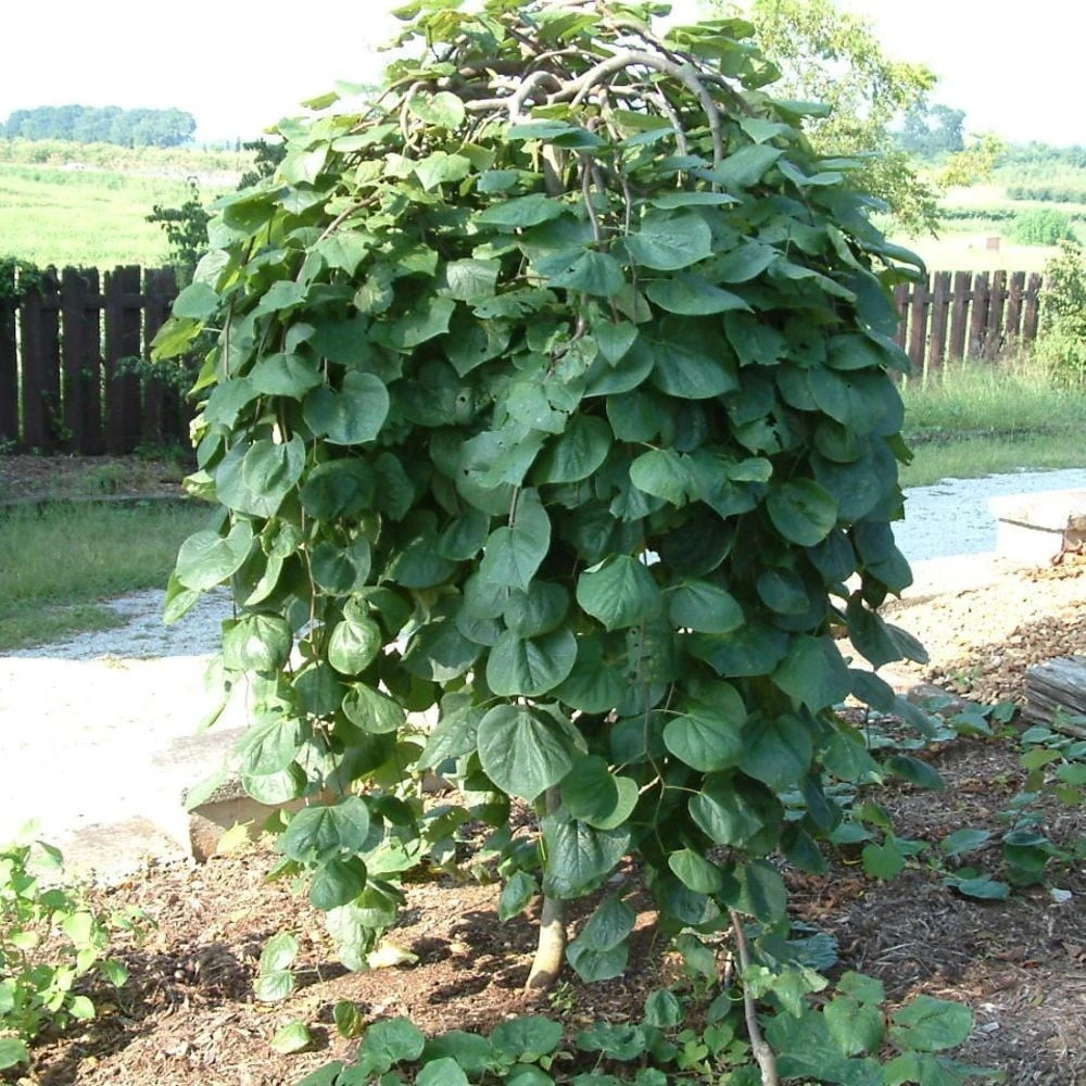 Cercis Canadensis Lavender Twist ('Covey') 4 Cercis Canadensis Lavender Twist ('Covey') - Image 2