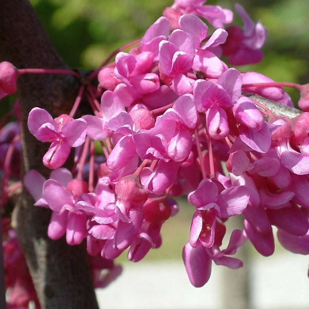 Cercis Canadensis Lavender Twist ('Covey') 5 Cercis Canadensis Lavender Twist ('Covey') - Image 3