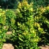 Fagus Sylvatica 'Dawyck Gold' 2 Fagus Sylvatica 'Dawyck Gold' -Herbalife Shop pl2000022354