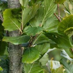 Fagus Sylvatica 'Dawyck Gold' -Herbalife Shop pl2000022354 card3 lg