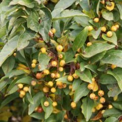 Malus Cinderella ('Cinzam') -Herbalife Shop pl2000022360 card2 lg