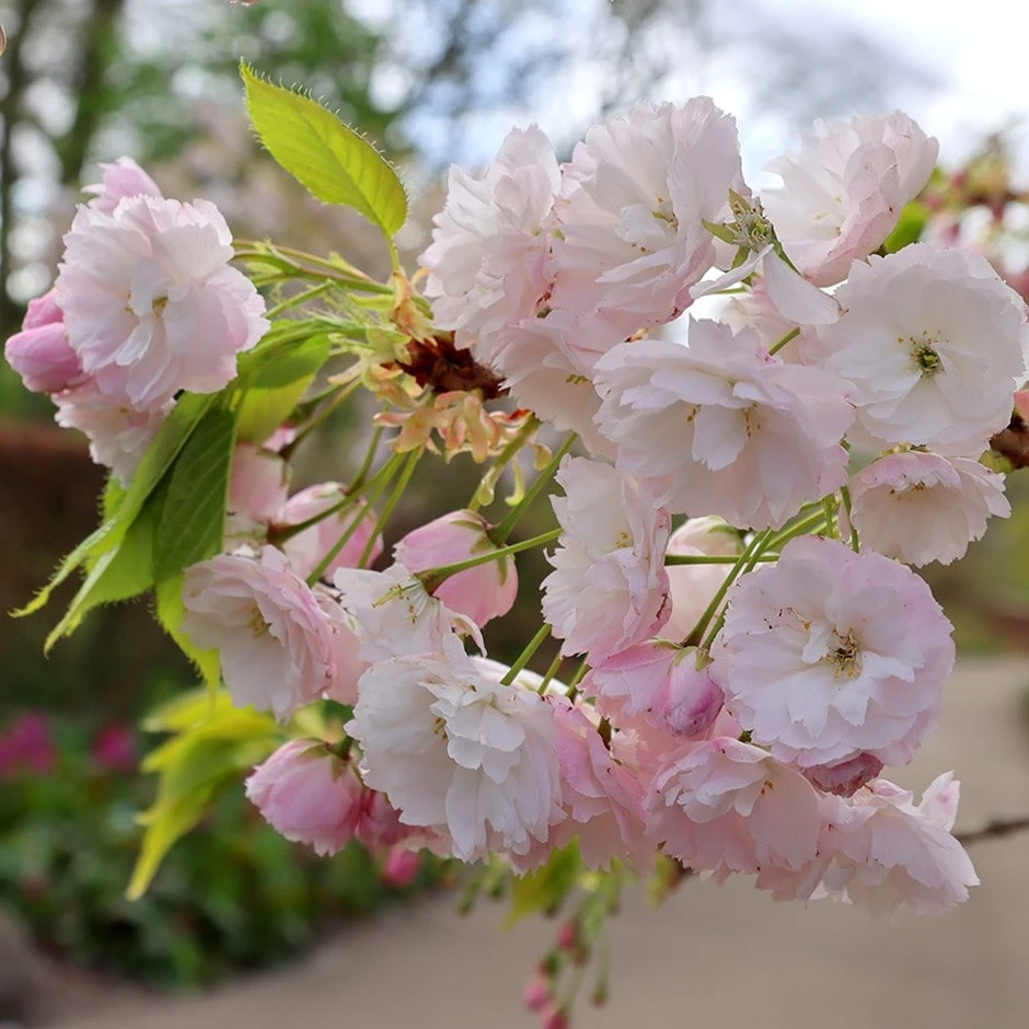 Prunus 'Shōgetsu' 3 Prunus 'Shōgetsu'