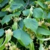 Tilia Cordata 'Greenspire' -Herbalife Shop pl2000022369