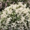 Deutzia × Rosea Yuki Snowflake ('NCDX1') (PBR) -Herbalife Shop pl2000022451