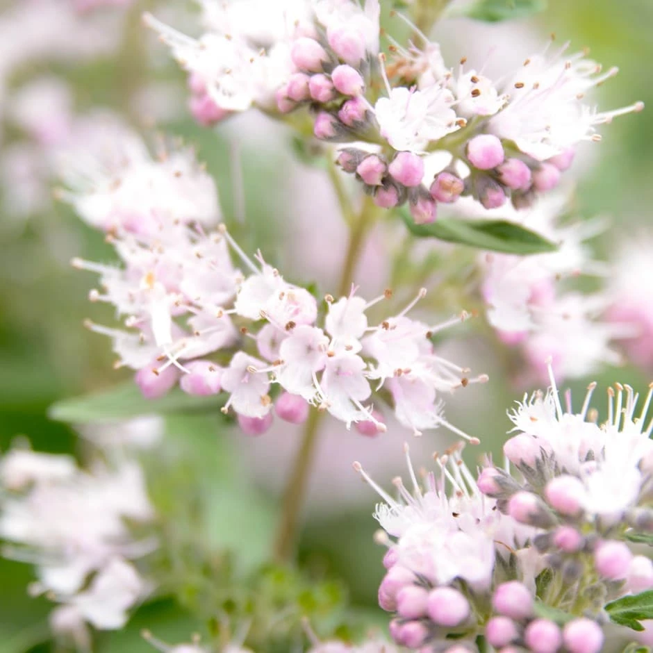 Caryopteris × Clandonensis Pink Perfection ('Lisspin') (PBR) 3 Caryopteris × Clandonensis Pink Perfection ('Lisspin') (PBR)