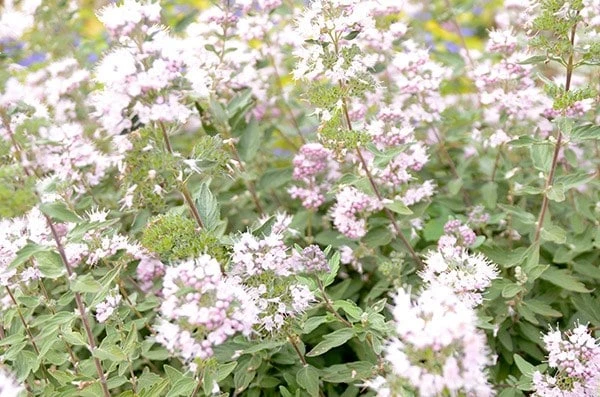 Caryopteris × Clandonensis Pink Perfection ('Lisspin') (PBR) 4 Caryopteris × Clandonensis Pink Perfection ('Lisspin') (PBR) - Image 2