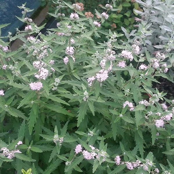 Caryopteris × Clandonensis Pink Perfection ('Lisspin') (PBR) 5 Caryopteris × Clandonensis Pink Perfection ('Lisspin') (PBR) - Image 3