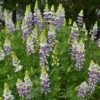 Lupinus Arboreus 'Lavender Spires' -Herbalife Shop pl2000022467