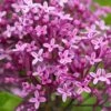 Syringa Bloomerang Dark Purple ('Smsjbp7') (PBR) -Herbalife Shop pl2000022480