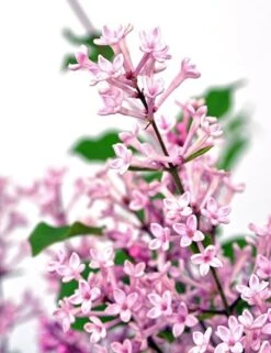 Syringa Bloomerang Pink Perfume ('Pink Perfume') (PBR) -Herbalife Shop pl2000022484 card3 lg