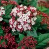 Viburnum Tinus 'Lisarose' (PBR)