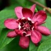 Calycanthus × Raulstonii 'Hartlage Wine' -Herbalife Shop pl2000022492
