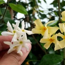 Trachelospermum Jasminoides Star Of Toscana ('Selbra') (PBR) -Herbalife Shop pl2000022510 card3 lg