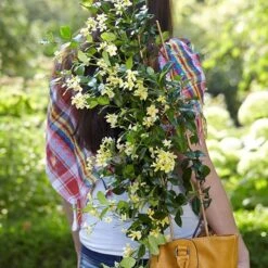 Trachelospermum Jasminoides Star Of Toscana ('Selbra') (PBR) -Herbalife Shop pl2000022510 card4 lg