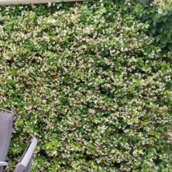 Trachelospermum Jasminoides Star Of Toscana ('Selbra') (PBR) -Herbalife Shop pl2000022510 card5 lg