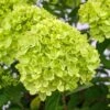 Hydrangea Paniculata Little Lime ('Jane') (PBR) 2 Hydrangea Paniculata Little Lime ('Jane') (PBR) -Herbalife Shop pl2000022524