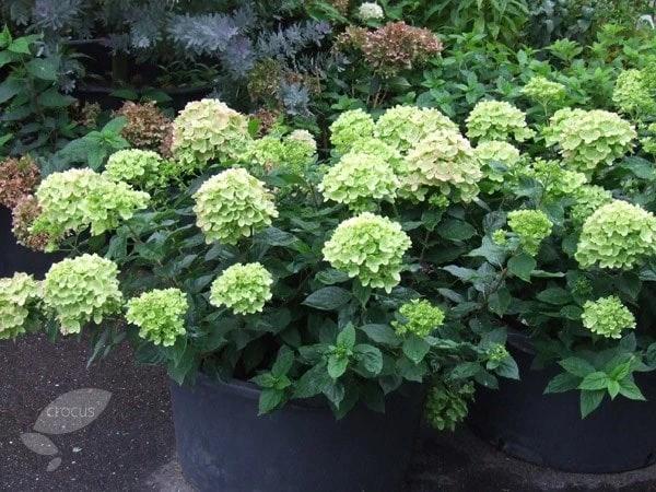 Hydrangea Paniculata Little Lime ('Jane') (PBR) 4 Hydrangea Paniculata Little Lime ('Jane') (PBR) - Image 2