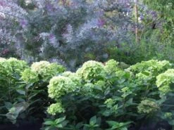 Hydrangea Paniculata Little Lime ('Jane') (PBR) 11 Hydrangea Paniculata Little Lime ('Jane') (PBR) -Herbalife Shop pl2000022524 card4 lg