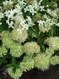 Hydrangea Paniculata Little Lime ('Jane') (PBR) 13 Hydrangea Paniculata Little Lime ('Jane') (PBR) -Herbalife Shop pl2000022524 card6 lg