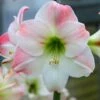Hippeastrum (Galaxy Group) 'Apple Blossom' -Herbalife Shop pl2000022846