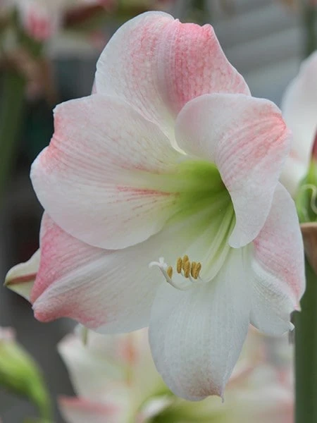 Hippeastrum (Galaxy Group) 'Apple Blossom' 4 Hippeastrum (Galaxy Group) 'Apple Blossom' - Image 2