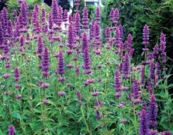 Agastache 'Blue Boa' (PBR) 10 Agastache 'Blue Boa' (PBR) -Herbalife Shop pl2000022948 card4 lg