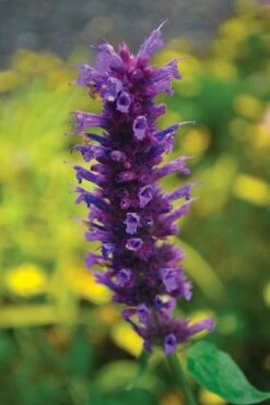 Agastache 'Blue Boa' (PBR) 11 Agastache 'Blue Boa' (PBR) -Herbalife Shop pl2000022948 card5 lg