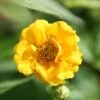 Geum 'Lady Stratheden' -Herbalife Shop pl2000022988