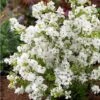 Exochorda × Macrantha 'Niagara' (PBR) -Herbalife Shop pl2000023499