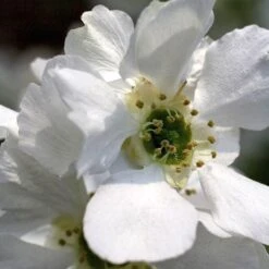 Exochorda × Macrantha 'Niagara' (PBR) -Herbalife Shop pl2000023499 card2 lg