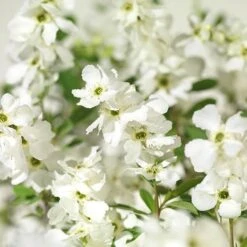 Exochorda × Macrantha 'Niagara' (PBR) -Herbalife Shop pl2000023499 card3 lg