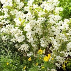 Exochorda × Macrantha 'Niagara' (PBR) -Herbalife Shop pl2000023499 card4 lg