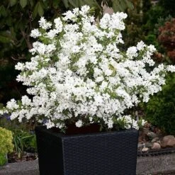 Exochorda × Macrantha 'Niagara' (PBR) -Herbalife Shop pl2000023499 card5 lg