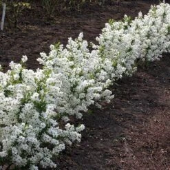 Exochorda × Macrantha 'Niagara' (PBR) -Herbalife Shop pl2000023499 card6 lg