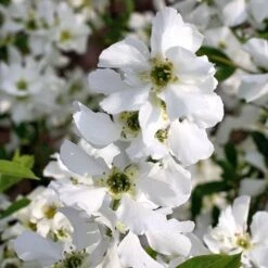 Exochorda × Macrantha 'Niagara' (PBR) -Herbalife Shop pl2000023499 card7 lg