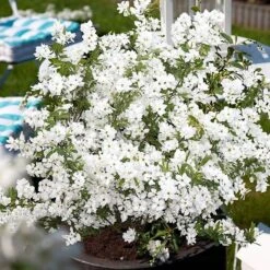 Exochorda × Macrantha 'Niagara' (PBR) -Herbalife Shop pl2000023499 card8 lg