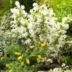 Exochorda × Macrantha 'Niagara' (PBR) -Herbalife Shop pl2000023499 card9 lg
