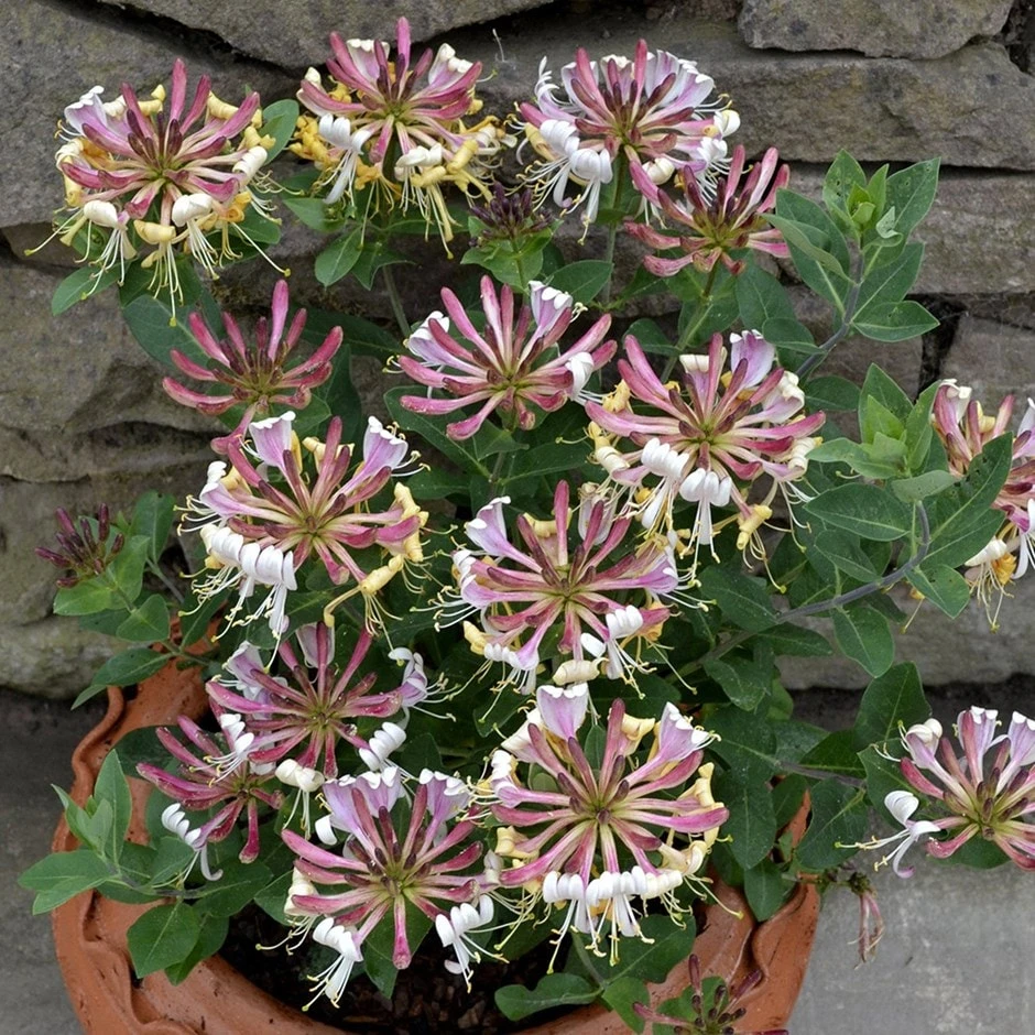 Lonicera Periclymenum 'Strawberries And Cream' ® 3 Lonicera Periclymenum 'Strawberries And Cream' ®