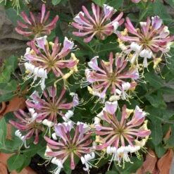 Lonicera Periclymenum 'Strawberries And Cream' ® 7 Lonicera Periclymenum 'Strawberries And Cream' ® -Herbalife Shop pl2000023628 card3 lg