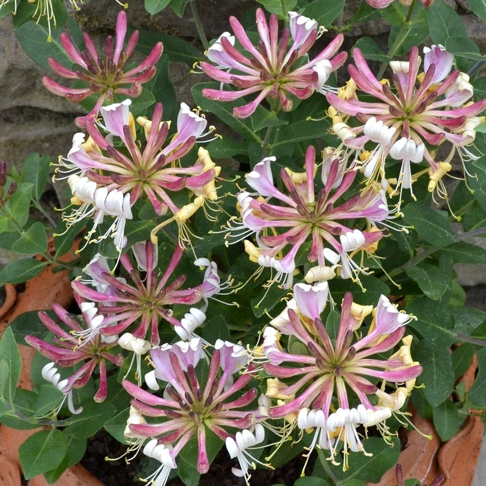 Lonicera Periclymenum 'Strawberries And Cream' ® 5 Lonicera Periclymenum 'Strawberries And Cream' ® - Image 3