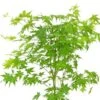 Acer Palmatum Going Green ('Sonkootgre') (PBR) -Herbalife Shop pl2000023636